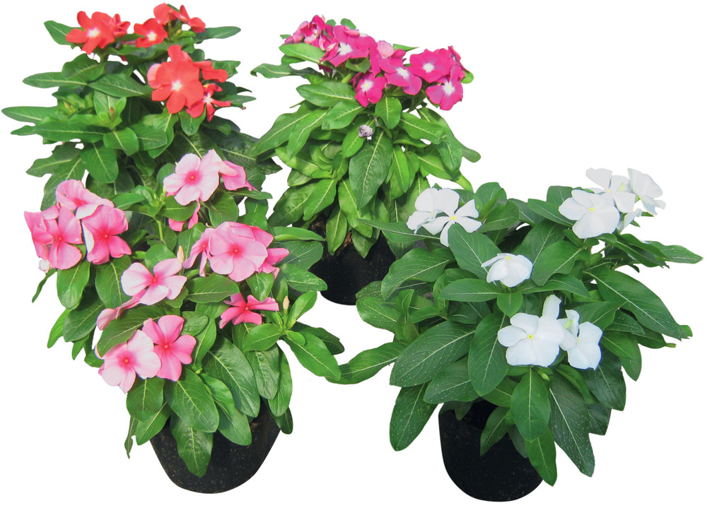 Vinca In Vaso Cm.14 Colori Assortiti