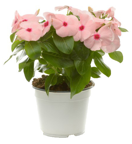 Vinca In Vaso Cm.14 Colori Vari - Foto 1