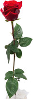 Rosa Ecuador Singola Rossa Cm.70 Fiore Grande Confezionata