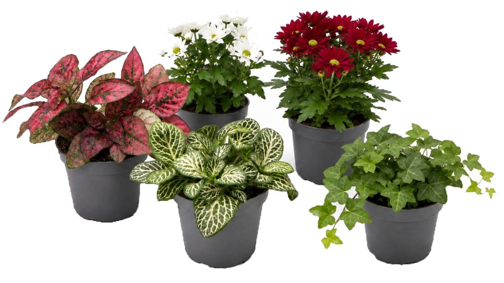 Piante Verdi O Fiorite Assortite In Vaso Cm.9 - Foto 1