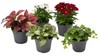 Piante Verdi O Fiorite Assortite In Vaso Cm.9