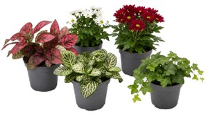 Piante Verdi O Fiorite Assortite In Vaso Cm.9 - Foto 1