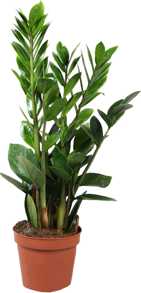 Zamioculcas In Vaso Cm.12 - Foto 1
