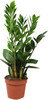 Zamioculcas In Vaso Cm.12