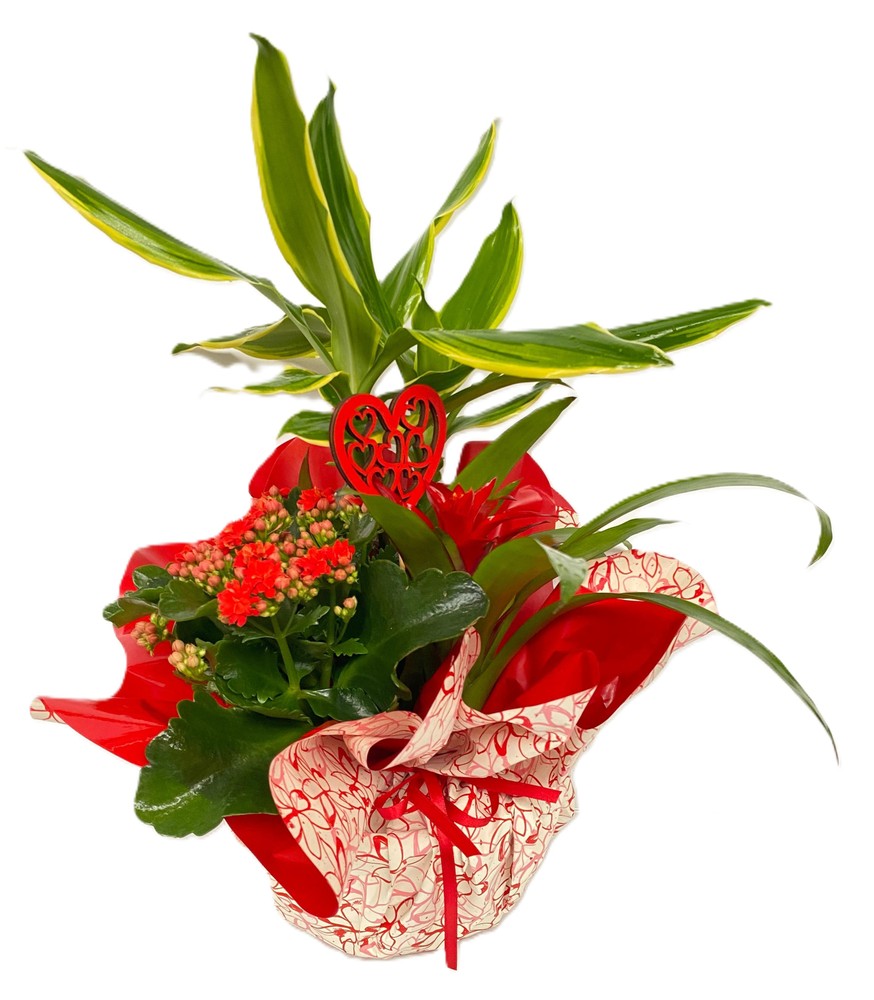 Composizione Piante Assortite Confezionate - Foto 1