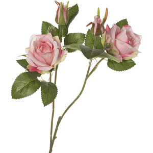 Rosa A Ramo Rosa - Foto 1
