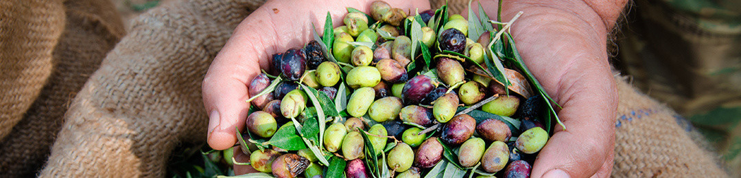 L'olio d'oliva