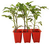 Pomodoro Grappolo In Pack Da 6