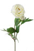T3*RANUNCOLO ARAN/BCO - Foto 1 di 1