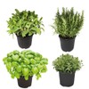 Mix Piante Aromatiche