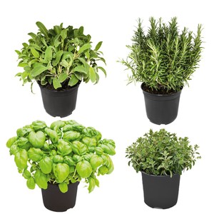Mix Piante Aromatiche - Foto 1
