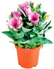 LISIANTHUS D.12