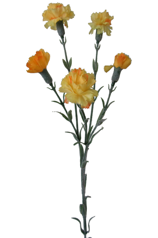 Garofanella Gialla - Foto 1