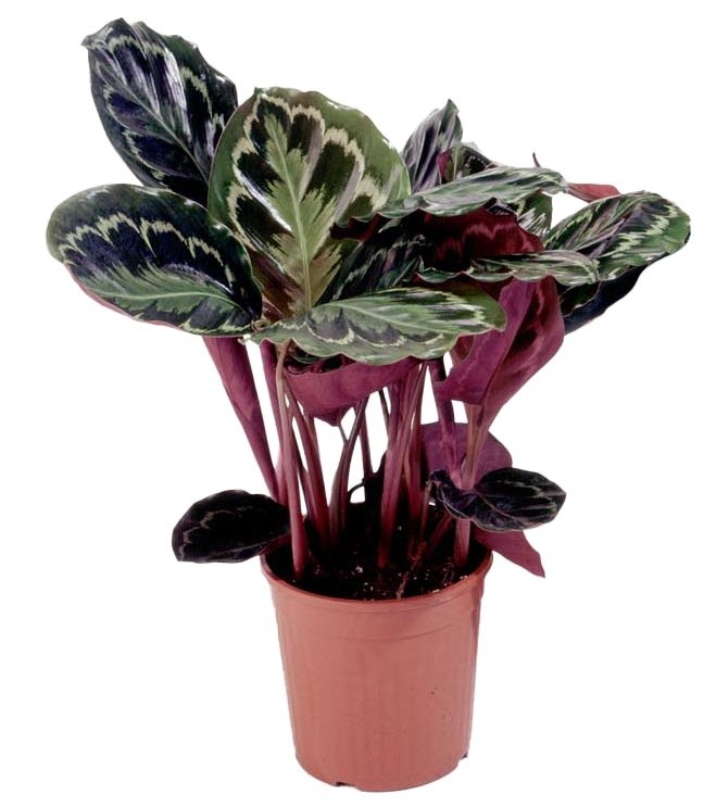 Calathea In Vaso Diametro 17 - Foto 1