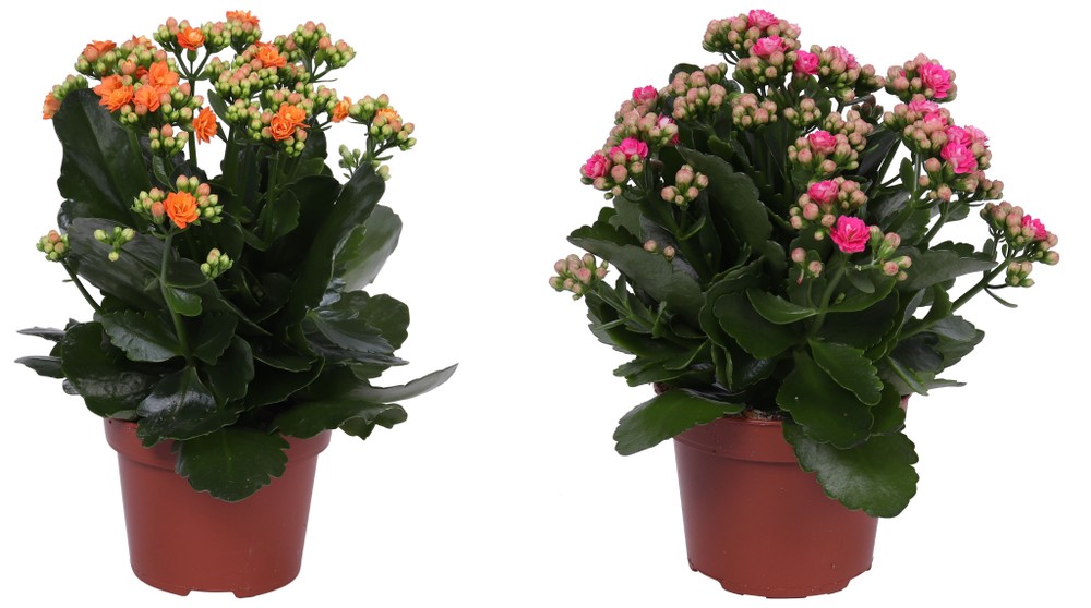 Kalanchoe In Vaso Cm.12 Colori Vari - Foto 1