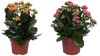 Kalanchoe In Vaso Cm.12 Colori Vari