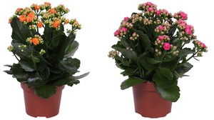 Kalanchoe In Vaso Cm.12 Colori Vari - Foto 1