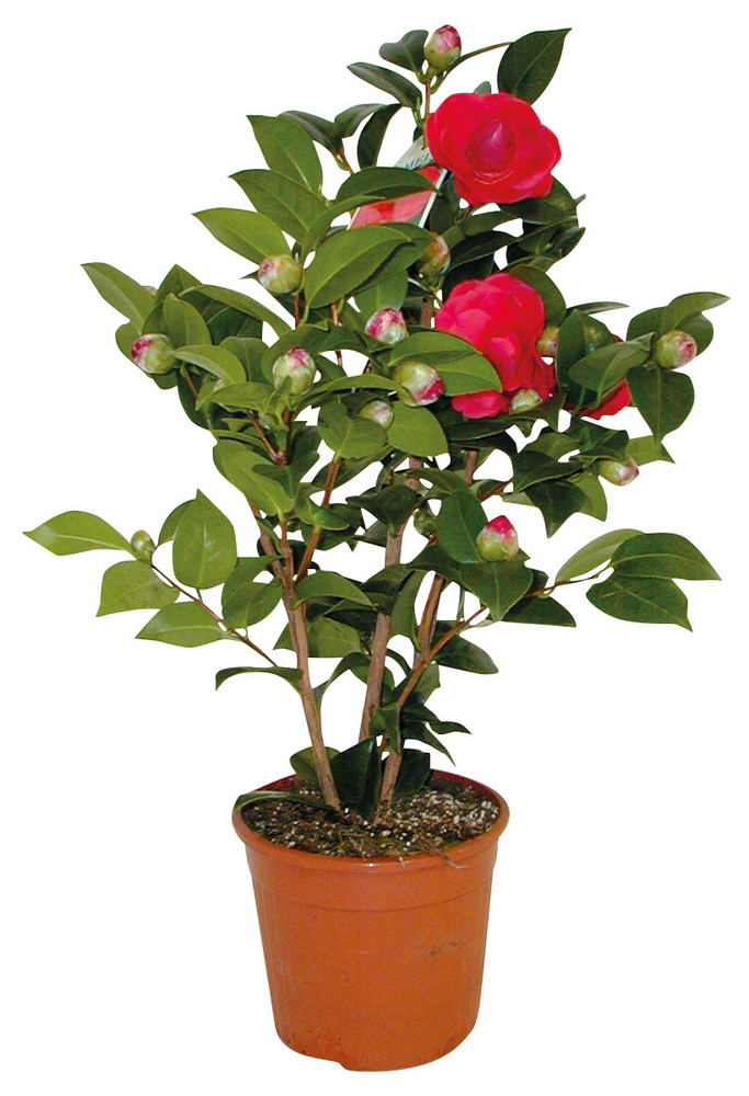 Camelia In Vaso Cm.15 - Foto 1