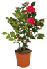 CAMELIA VASO D15 - Foto 1 di 1