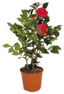 Camelia In Vaso Cm.15 - Foto 1