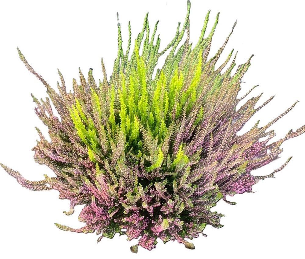 Calluna Diametro 30cm - Foto 1