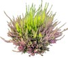 Calluna Diametro 30cm