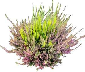 Calluna Diametro 30cm - Foto 1