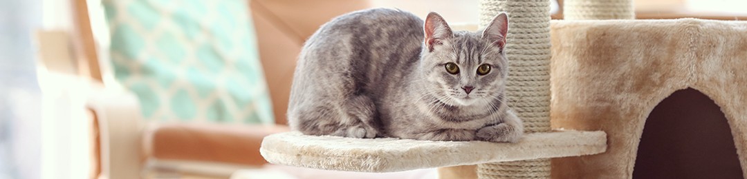 Arredamento per animali domestici