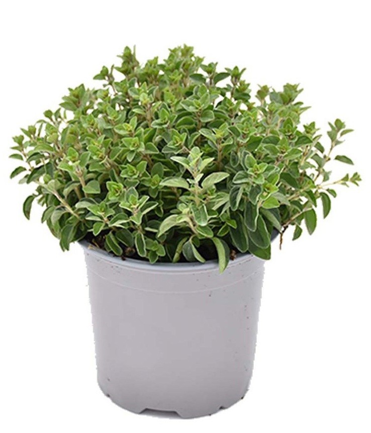 Origano In Vaso Cm.14 - Foto 1