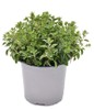 Origano In Vaso Cm.14
