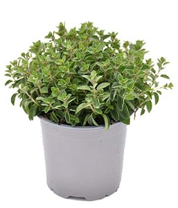 Origano In Vaso Cm.14 - Foto 1
