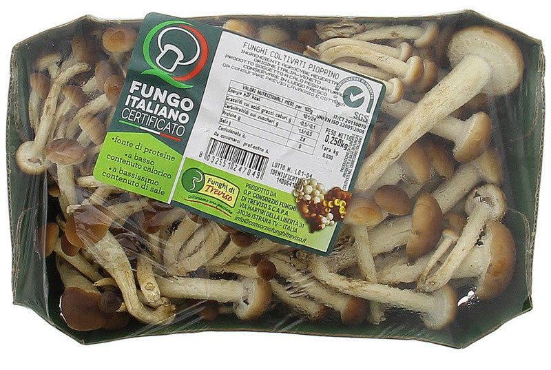 Funghi Pioppini In Vassoio - Foto 1