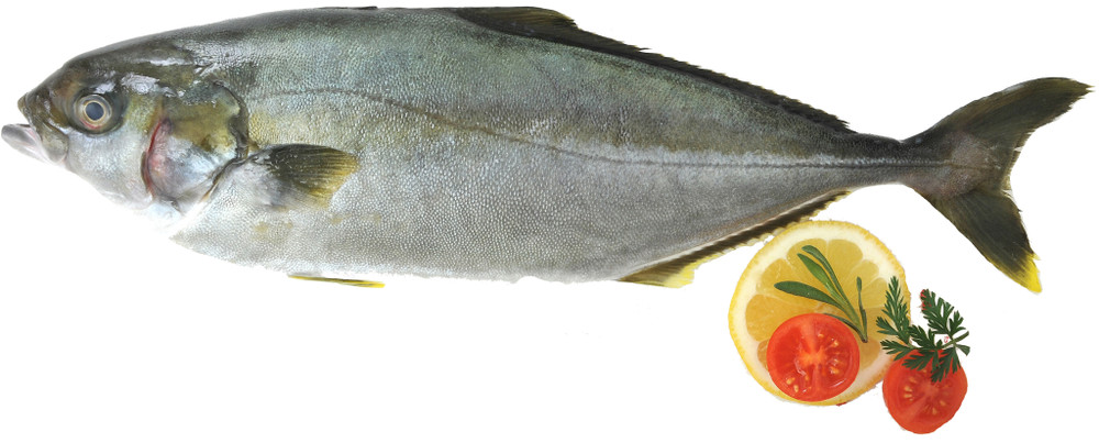 Ricciola Oceanica - Foto 1
