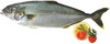 Ricciola Oceanica