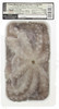 POLPO MESSICANO