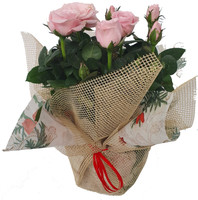 Rosa Confezione Natalizia Con Tessuto In Vaso Cm.14 Colori Vari