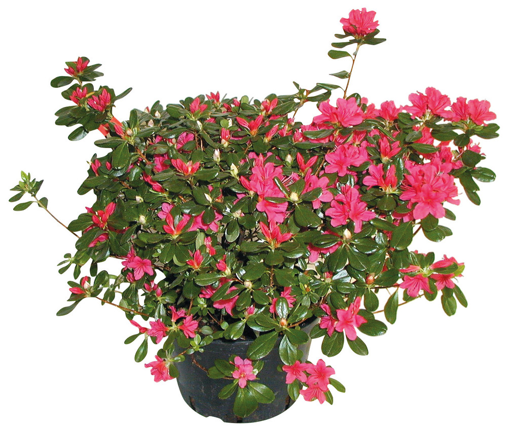 Azalea Japonica In Vaso Cm.19 - Foto 1