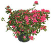 AZALEA JAPONICA VAS.19 - Foto 1 di 1
