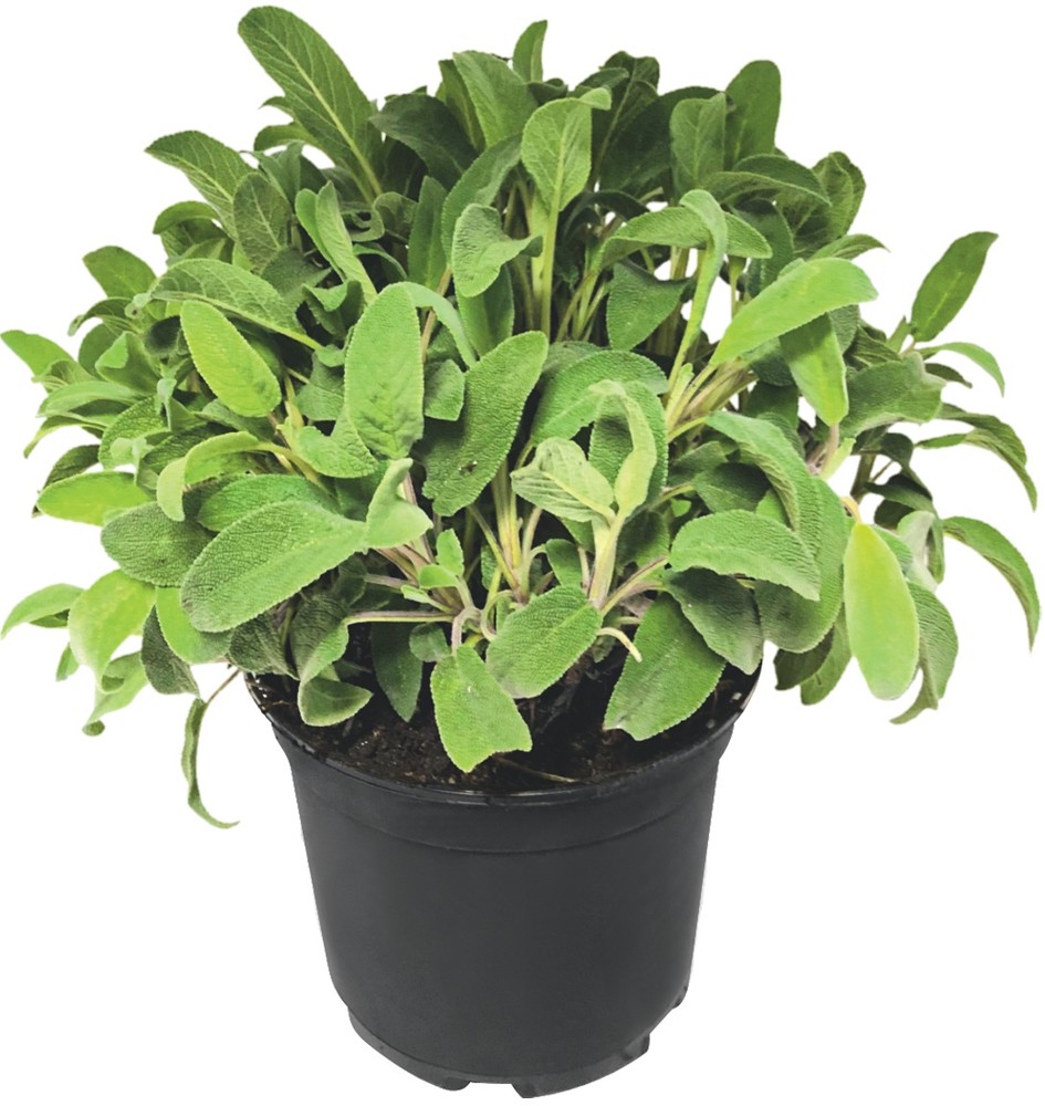 Salvia In Vaso Cm.14 - Foto 1