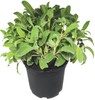 Salvia In Vaso Cm.14