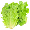 INSALATA ROMANA - Foto 1 di 1