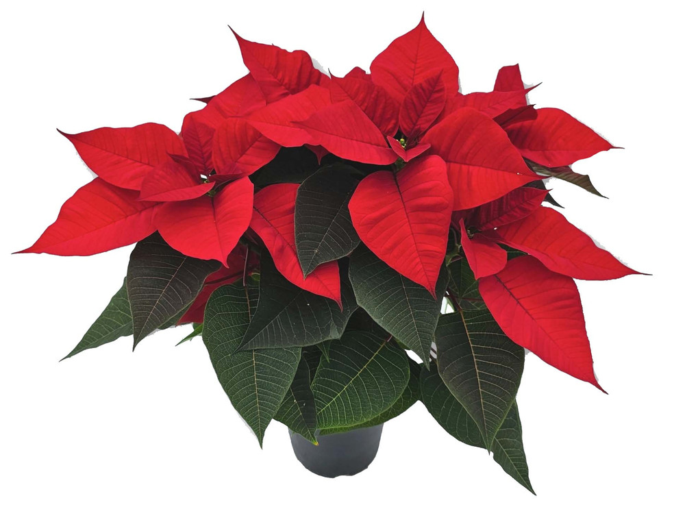 Stella Di Natale In Vaso Cm.14 - Foto 1