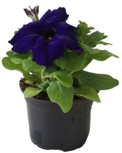 Petunia Diametro Cm 10 - Foto 1
