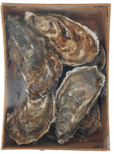 Ostriche Concave Di Bretagna - Foto 1