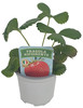FRAGOLA RIFIORENTE D10 - Foto 1 di 1