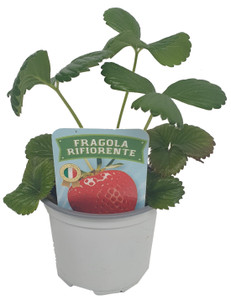Fragola Rifiorente In Vaso D.10 - Foto 1