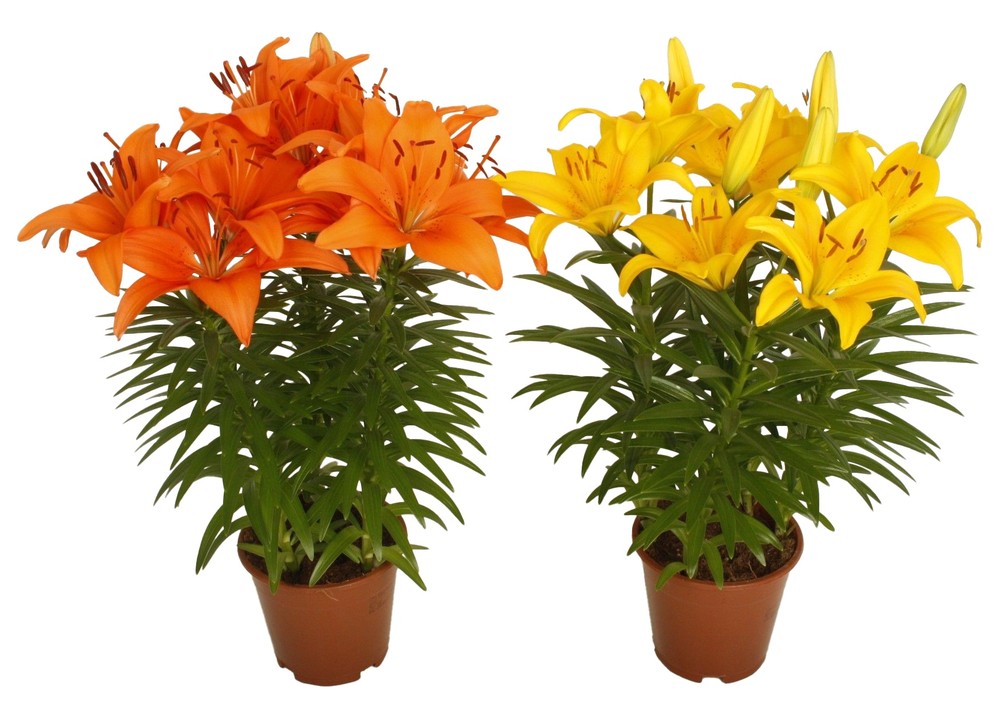 Lilium Asiatico In Vaso Cm.13 Colori Vari - Foto 1