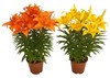 Lilium Asiatico In Vaso Cm.13 Colori Vari