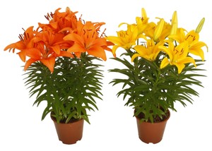 Lilium Asiatico In Vaso Cm.13 Colori Vari - Foto 1