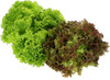 Insalata Riccetto Misto